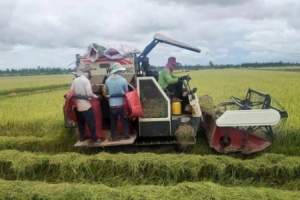  Đôn đáo thuê máy gặt lúa