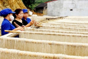 Vực dậy tiềm năng, giá trị dong riềng Bắc Kạn