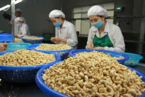 Xuất khẩu hạt điều sang thị trường Mỹ giữ vững đà tăng trưởng
