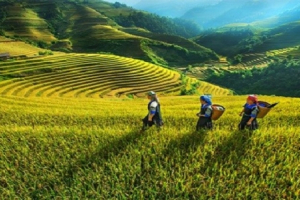 10 dự án trọng tâm Chương trình mục tiêu quốc gia phát triển kinh tế - xã hội vùng đồng bào dân tộc thiểu số và miền núi giai đoạn I: 2021 - 2025