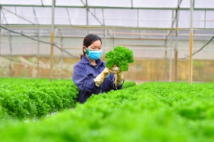 Bộ trưởng Lê Minh Hoan: Áp dụng '6 từ khóa' trong tái cơ cấu nông nghiệp