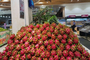 Thanh long Bình Thuận được cấp "giấy thông hành" vào Nhật Bản