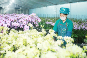 Hà Nội đẩy mạnh sản xuất nông nghiệp theo chuỗi giá trị: Bảo đảm “đầu ra” cho nông sản