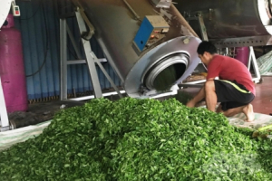 Những chuyển dịch ở vùng "đệ nhất danh trà"