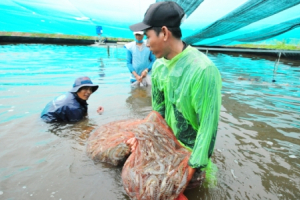 Truy xuất nguồn gốc để bảo vệ, phát huy thương hiệu tôm giống