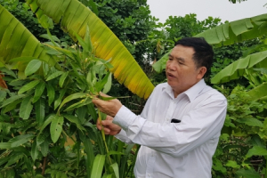 Người thổi hồn, nâng cao giá trị bài thuốc nam