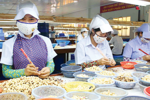 Vụ 36 container hạt điều: đã lộ diện dấu hiệu lừa đảo