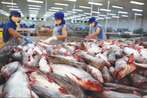 Xuất khẩu cá tra sang EU tăng 40,2% sau gần 2 năm đóng băng