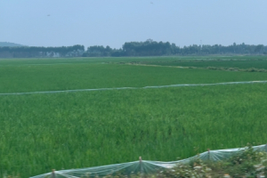 Chuyển mục đích sử dụng đất tại 3 tỉnh Bạc Liêu, Hậu Giang, Ninh Bình