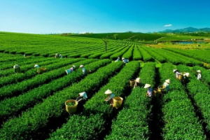 Xuất khẩu chè giảm cả lượng và kim ngạch