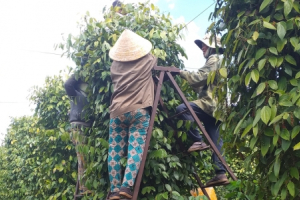 Vất vả mưu sinh bằng nghề hái tiêu thuê