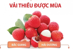 Niên vụ 2022: vải thiều Hải Dương, Bắc Giang được mùa