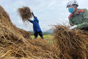 Thanh niên Quế Phong - Với sáng kiến "mỗi Chi đoàn ít nhất một cây rơm"