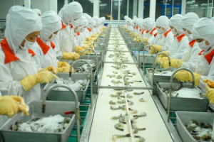 Ứng dụng khoa học công nghệ phát triển bền vững ngành tôm tại Việt Nam 