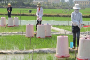 Giảm phát thải khí mê-tan trong ngành nông nghiệp