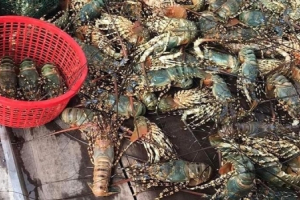 Phú Yên: Tôm hùm, cá biển chết hàng loạt do ảnh hưởng của bão số 2