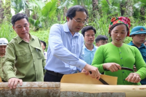 Lào Cai chú trọng nâng diện tích quế hữu cơ, đảm bảo '4 bền vững'