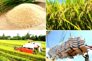 Thực hiện quan điểm Hồ Chí Minh về bảo đảm an ninh nông thôn