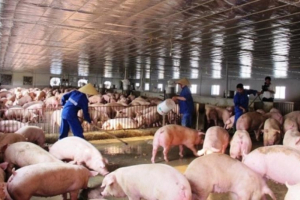 Các bộ, ngành nghiên cứu phản ánh liên quan đến vấn đề xuất khẩu thịt lợn