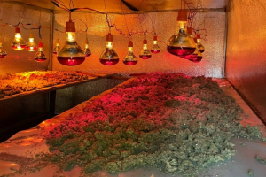 Phát hiện, bắt giữ đối tượng trồng cần sa để bán tại huyện Chư Sê