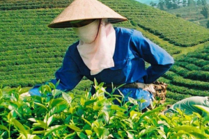 Phấn đấu đến năm 2030, thu nhập cư dân nông thôn cao hơn 2,5 đến 3 lần so với năm 2020