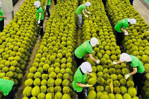 Kết nối doanh nghiệp nông lâm thủy sản Việt Nam – Trung Quốc