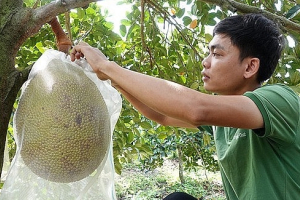 Trồng giống mít ruột không vàng mà lại đỏ, chăm nhàn tênh mỗi năm thu nhập nửa tỷ đồng