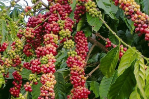 Giá nông sản hôm nay 25/6: Cà phê lao dốc thủng đáy 65, hồ tiêu chao đảo vào cuối tuần về ngưỡng 69