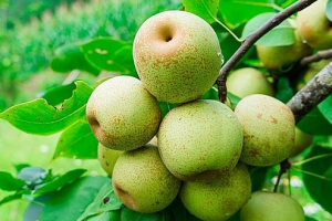 Lê Tai Nung chín trắng cả sườn đồi, thương lái mua tại vườn giá 40.000 đồng/kg, nhà nông thu trăm triệu