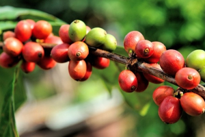Giá cà phê hôm nay 23/6: Cao nhất 66.200 đồng/kg
