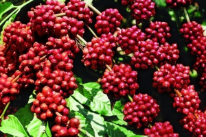 Giá cà phê hôm nay, ngày 16/6: Cao nhất 65.000 đồng/kg