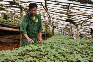 Phê duyệt Chương trình phát triển Sâm Việt Nam