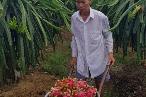 Chưa kịp vui vì giá tăng, đến kỳ thu hoạch rộ thanh long ở Tiền Giang lao dốc chỉ còn 2.000 đồng/kg