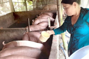 Giá heo hơi hôm nay 02/7: Tăng lập đỉnh 64.000 đồng/kg, chuyên gia cảnh báo giảm trở lại