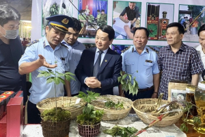 Kon Tum chi 13 tỷ đồng mua sắm thiết bị phân biệt sâm Ngọc Linh thật, giả   