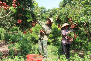 Ngành nông nghiệp Bắc Giang vượt khó, tận dụng lợi thế giữ đà phát triển