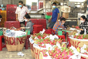 Trái thanh long từng xuất khẩu tỷ đô, nay giá rớt thảm nhiều vườn bỏ hoang, bao giờ trở lại "thời vang bóng"?