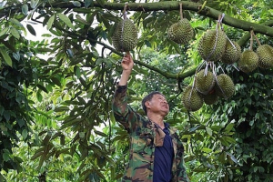Thực hư thông tin giá sầu riêng bắt đầu sụt giảm, nông dân có nên giữ vườn chờ tăng thêm?