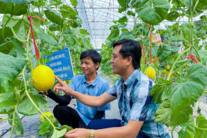 Ứng dụng công nghệ để đoàn kết và hỗ trợ người dân phát triển sản xuất