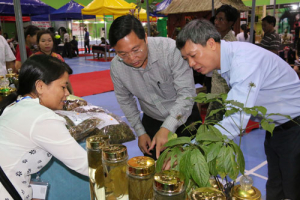 Kỳ vọng sâm Việt vươn ra thế giới