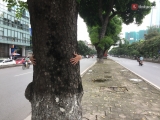 Chùm ảnh: Ngắm hàng cây trên đoạn đường Thủ Lệ - Kim Mã trước khi bị chặt hạ, di dời
