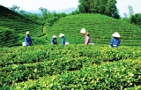 Quy trình sản xuất trà hoàn ngọc ở Tây Ninh