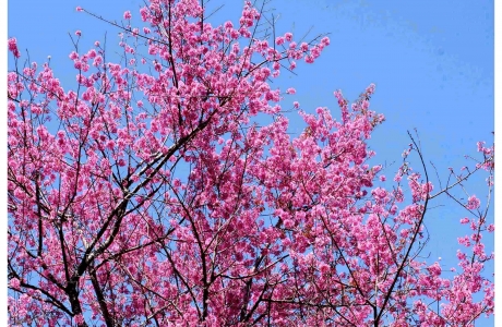 SẮC HOA ĐÀ LẠT