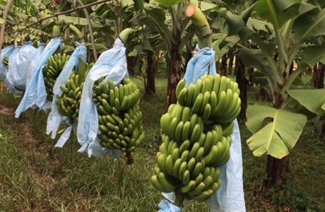 Cuộc chiến chống khủng hoảng chuối toàn cầu