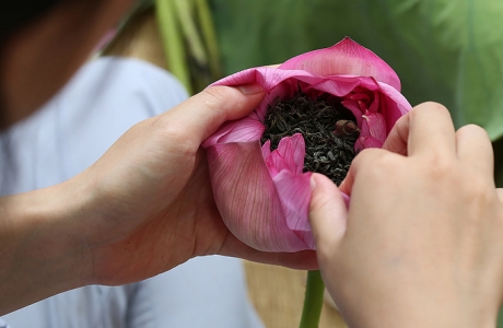 Người Hà Nội hái sen ủ trà