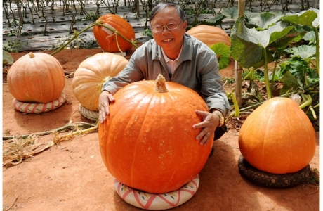 Cận cảnh vườn rau hữu cơ 'lạ và độc đáo' ở Đà Lạt
