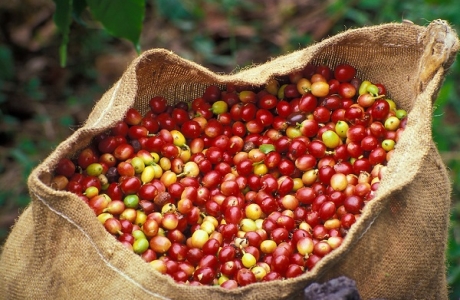 Thực phẩm bẩn: Trách nhiệm thuộc về ai?