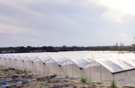FLC gia nhập ngành nông nghiệp bằng chuỗi dự án 