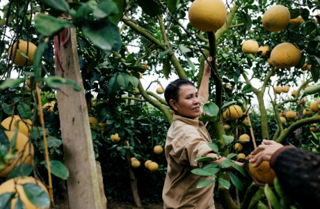 Người dân Phường Phú Diễn thu hoạch bưởi chuẩn bị cho Tết Nguyên đán 2019 