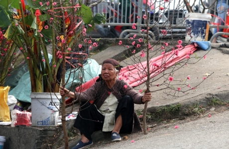 Đừng 'chờ 30 Tết mới mua đào' khi nhìn những hình ảnh này 